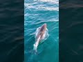 You Want To See Dolphin Come To Salwa