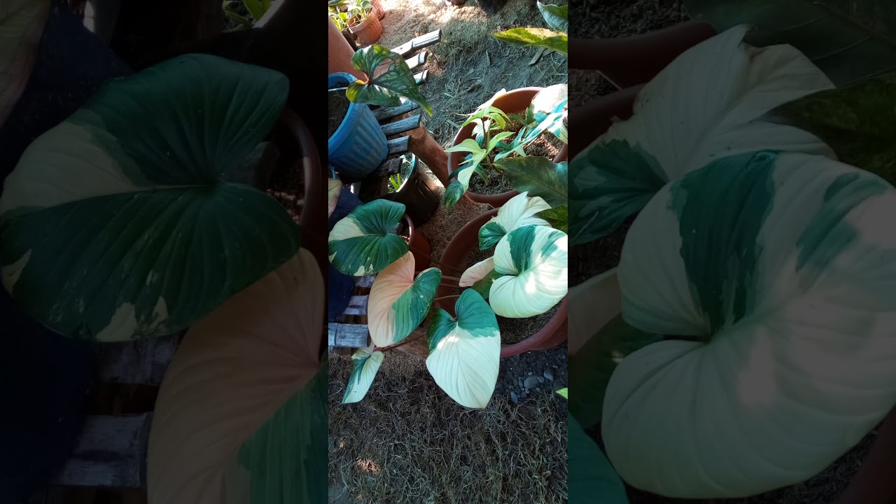 Best lucky rare plants in year 2020 YouTube