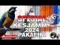 MASTERAN SEMUA BURUNG SPESIAL KESJAM 2024 PAKAI INI, COCOK UNTUK SEMUA BURUNG MURAI BATU & CUCAK IJO