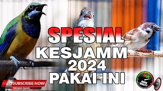 MASTERAN SEMUA BURUNG SPESIAL KESJAM 2024 PAKAI INI, COCOK UNTUK SEMUA BURUNG MURAI BATU & CUCAK IJO