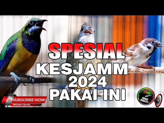 MASTERAN SEMUA BURUNG SPESIAL KESJAM 2024 PAKAI INI, COCOK UNTUK SEMUA BURUNG MURAI BATU & CUCAK IJO class=