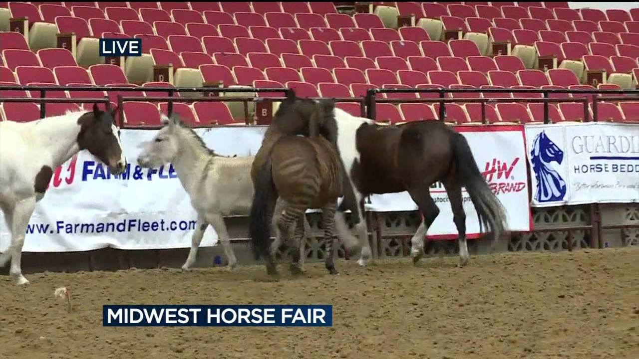 Midwest Horse Fair returns to Madison YouTube