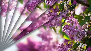 Футаж☀️ Цветущая сирень☀️ Background Lilac Blossoms