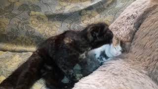 Трогательное видео, как кошка приняла чужого котёнка