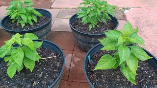 Pepper Plants UPDATE Super Hot Peppers 2024 Growing Season