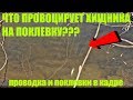 КАК КЛЮЮТ щука и окунь? ОСОБЕННОСТИ ПОВЕДЕНИЯ хищника. Рыбалка вприглядку.