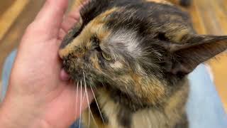 Allie  adoptable cat from Oshkosh Area Humane Society