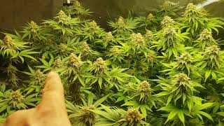 Mars Hydro TS3000  day 50 run through the whole  flower tent