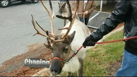 Reindeers For Rent