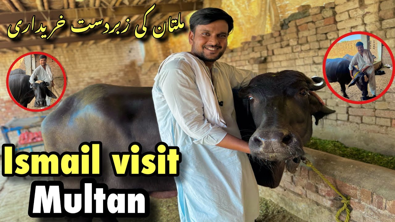 Ismail jutt visit Multanملتان کی زبردست خریداری - YouTube