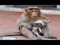 Animals Rescuing Other Animals - Ultimate Emotional and Amazing Compilation