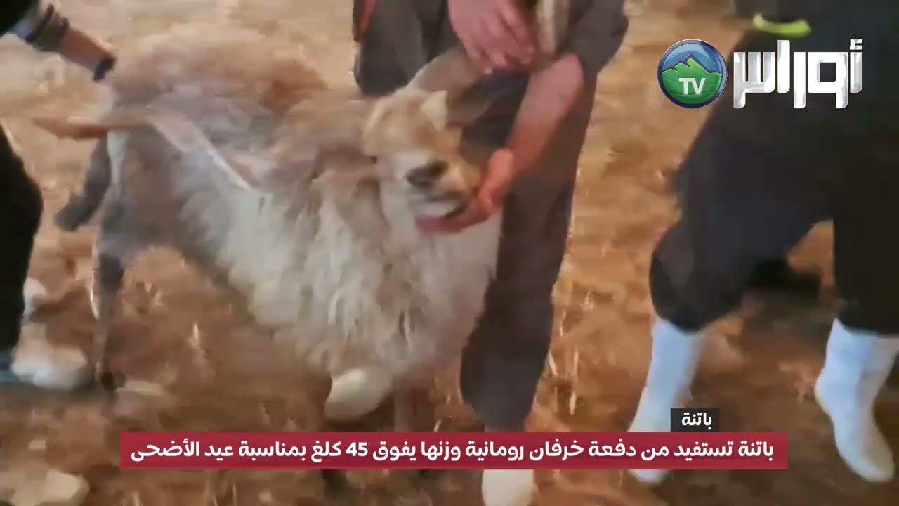 باتنة تستفيد من دفعة خرفان رومانية وزنها يفوق 45 كلغ بمناسبة عيد الأضحى