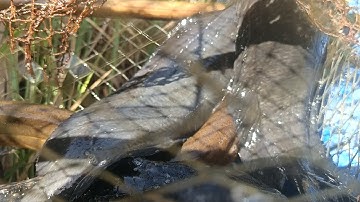 Dính cặp cá trê đen và con lươn vàng ống/giant yellow eel sticky trap