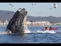 7 Incredible Humpback Whale Moments Captured on Video [Updated]