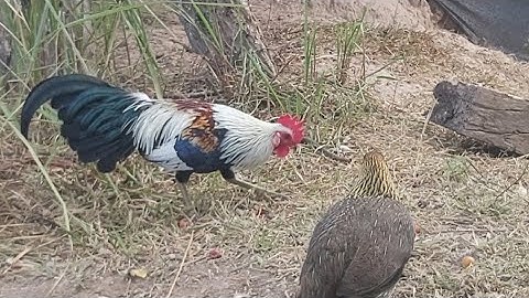 Qaib dib seb zoo nraug 2023