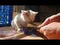 【100万再生した保護猫】450gだった子猫が体重2kgになるまで【一気見】