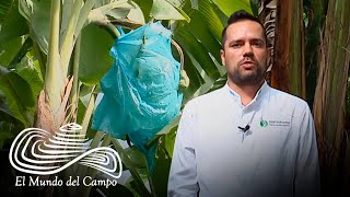 Sistema de producción permanente de plátano Dominico Hartón