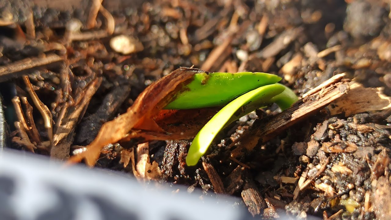 Plumeria keimt nach 2 Wochen: So sehen gesunde Keimblätter aus