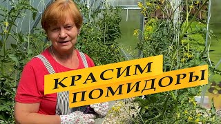 Красим помидоры. Убираем жирование томатов.