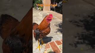 Dog Vs Coke Fight       coke dog fighter shorts short viral cute fyp tiktok