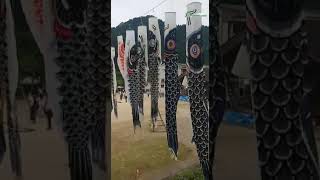 56人で56匹のこいのぼり