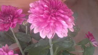 Beautiful Violet purple Flowers (Mums) Background Video @webextensionline