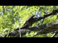 Mississippi Kite - First Wisconsin Nesting Record