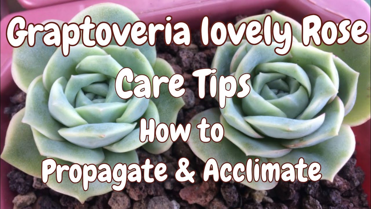Graptoveria Lovely Rose Care tips.|Succulent therapy. - YouTube