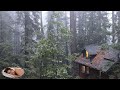 Fall Asleep Fast in 3 Mins with the Murmuring  Sound of Rain  in the  Forest -  The Rain Man