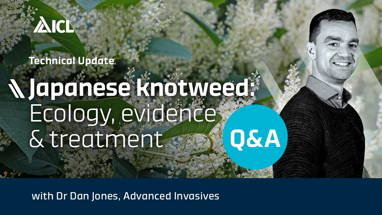 Japanese Knotweed  Ecology, Evidence & Treatment  (Q & A)