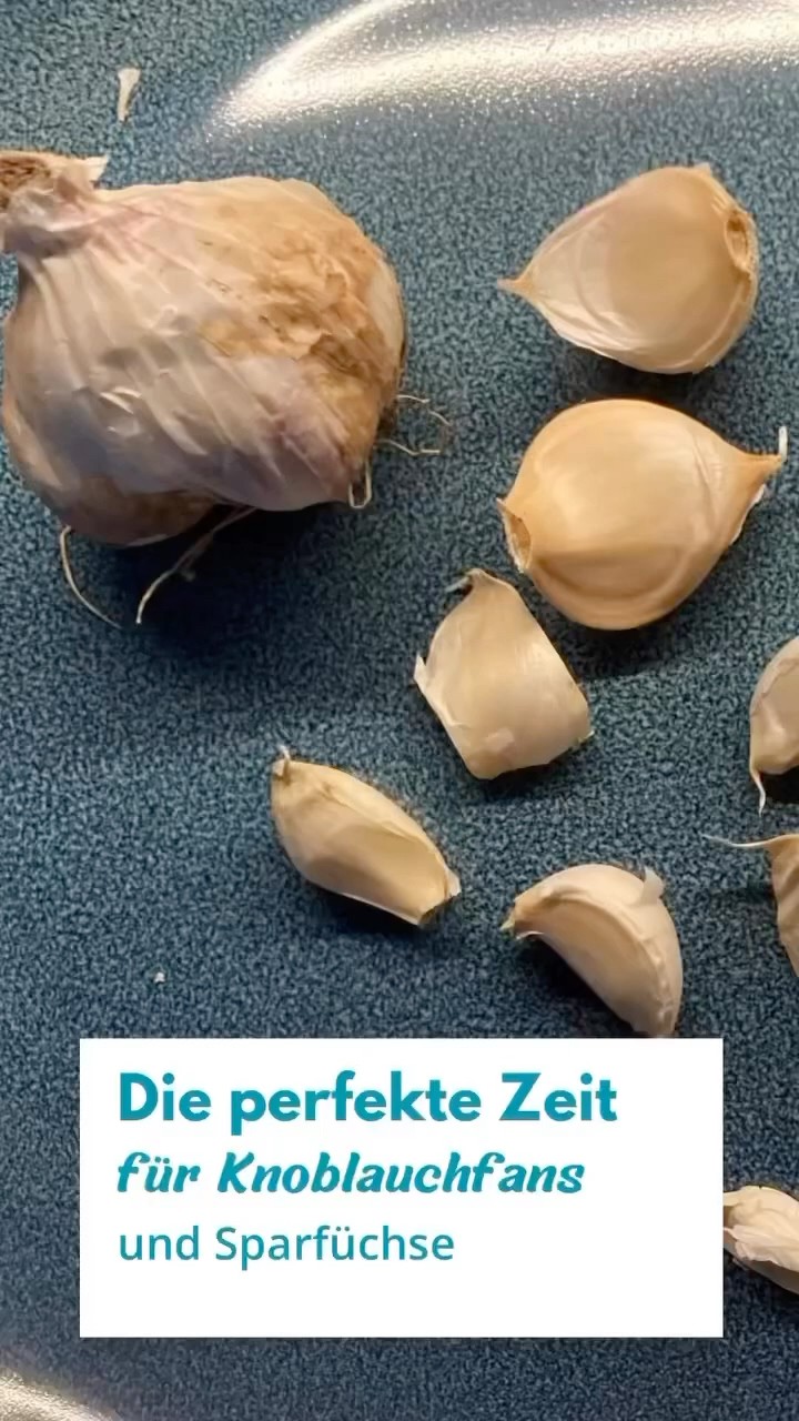 Perfekte Zeit für Knoblauchfans #lebensprojekte #spartipps #gartentipps ...