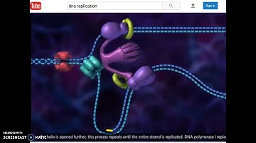 Molecular Biology of the Gene Part 2 Bio 101