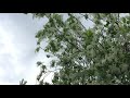 Воронеж в мае. цветёт черемуха. Майские жуки.