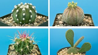 15 Especies de cactus indicados para tener en casa ! 🌵😍