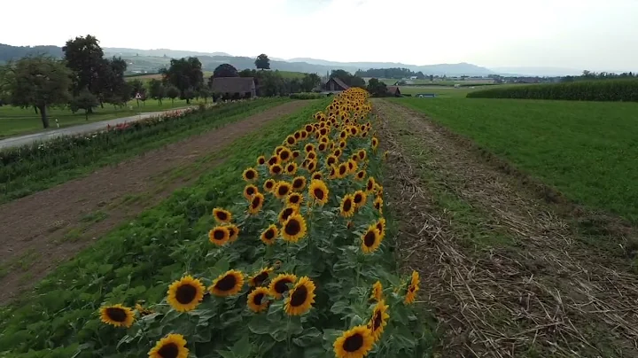 Sonnenblumenflug