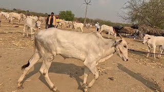 उमधी यात्रा  2024 / khillar cow