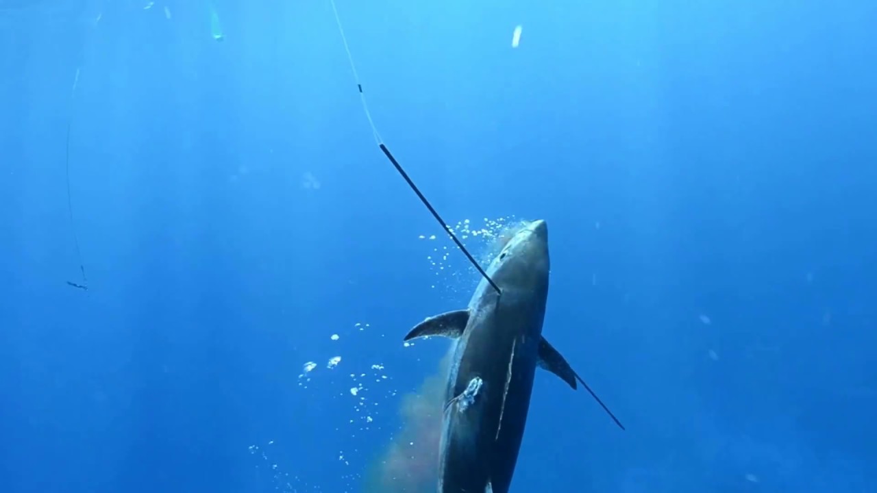 CORAL SEA SPEARFISHING YouTube