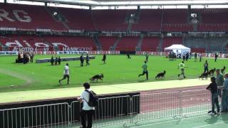 SG1-SG20 2011 JHKL RUDEN / KLASA JUNIORÓW PSÓW - VIDEO 1.MTS