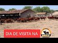 DIA DE REGISTRO DO GADO SINDI JUNTO COM A ABCZ!BEZERROS DISPONÍVEIS /FAZENDA BRAZ