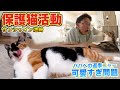 【サンシャイン池崎さん】保護猫ブルボンが完全に家猫のようになりました