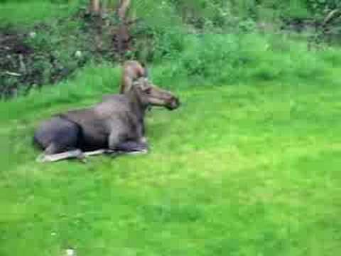 Baby Moose So Cute Youtube Baby Moose So Cute Youtube