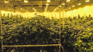 Somerville Labor Show visits Sira Naturals a Massachusetts based medical cannabis producer. Part II