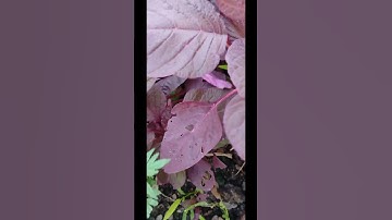 Red Spinach Harvesting. How to farming red spinach? #garden #rooftopgarden