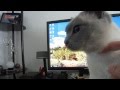 Tonkinese Cat Has a Super-Special Purr (HD) の動画、YouTube動画。