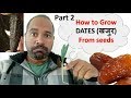 How to Grow Dates Palm from seeds setp by step Part 2, one month overview खजुर के बिज से पौधा उगाए