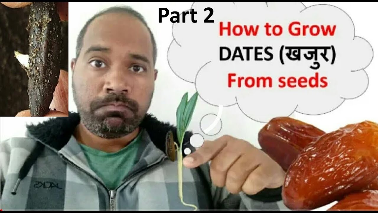 How to Grow Dates Palm from seeds setp by step Part 2, one month