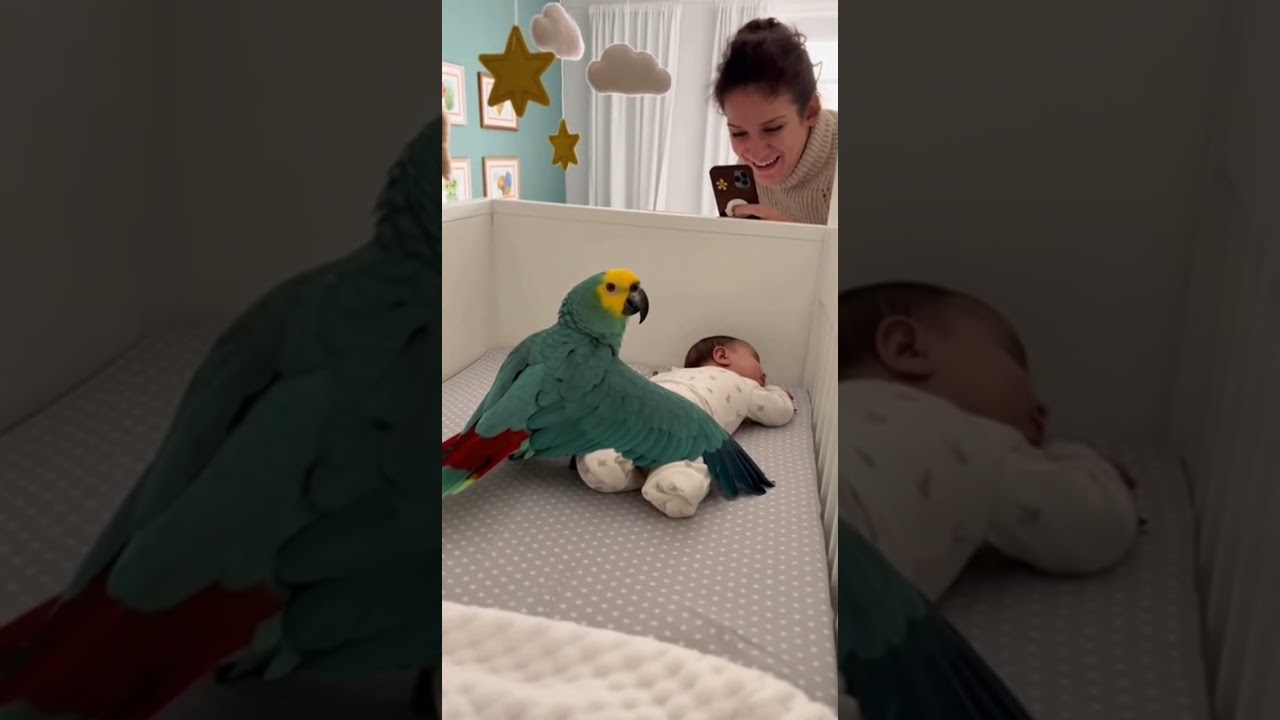 Ce Perroquet Met de la Joie Partout