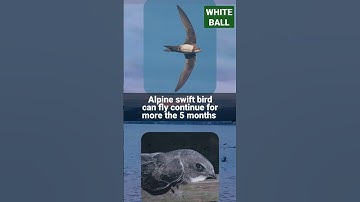 Alpine Swift bird can fly for more than 200 days 🐦🐦#trending #motivational