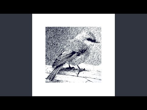 Morning Bird