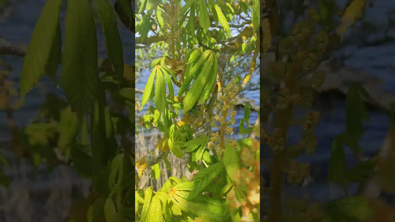 Trakai historical national park